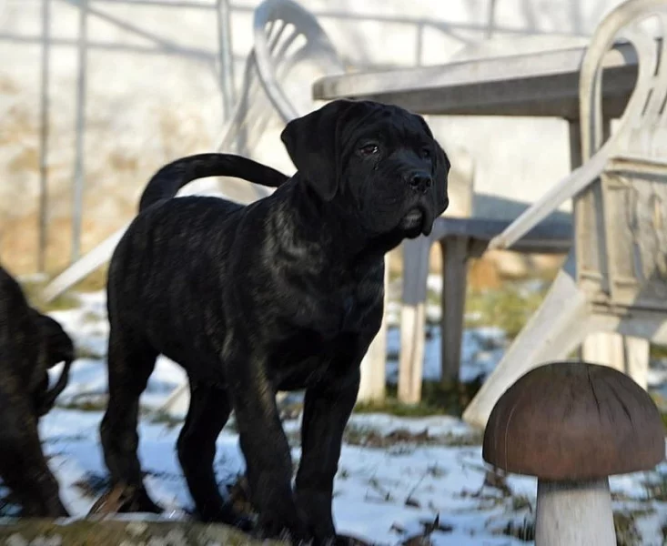 Cane corso - štěňata s PP