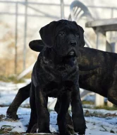 Cane corso - štěňata s PP
