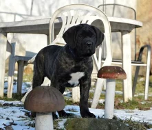 Cane corso - štěňata s PP