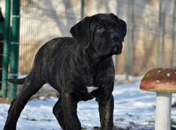 Cane corso - štěňata s PP