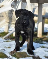 Cane corso - štěňata s PP
