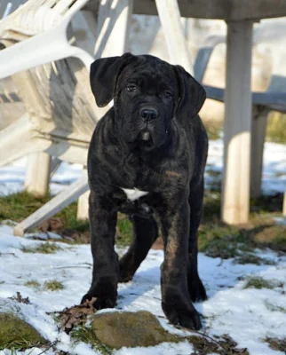 Cane corso - štěňata s PP
