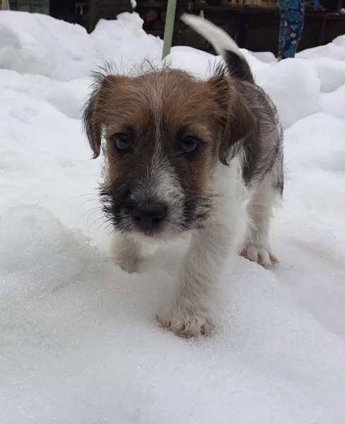 Jack Russel Teriér