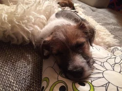 Jack Russel Teriér