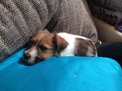 Jack Russel Teriér