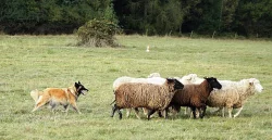 Belgický ovčák Tervueren