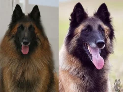 Belgický ovčák Tervueren