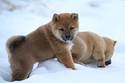 Shiba-inu s PP