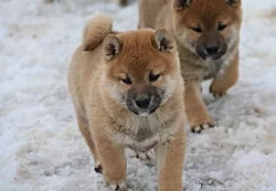 Shiba-inu s PP