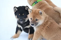 Shiba-inu s PP