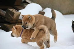 Shiba-inu s PP