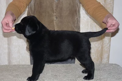 Labrador retriever