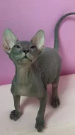 Prodej Sphynx koťátek s PP