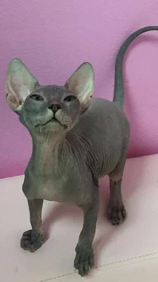 Prodej Sphynx koťátek s PP