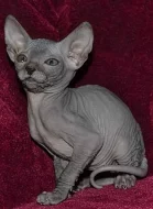 Prodej Sphynx koťátek s PP