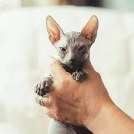 Prodej Sphynx koťátek s PP