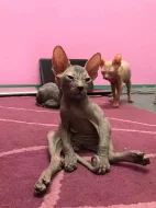 Prodej Sphynx koťátek s PP