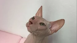 Prodej Sphynx koťátek s PP
