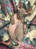 Prodej Sphynx koťátek s PP