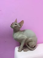 Prodej Sphynx koťátek s PP