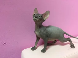 Prodej Sphynx koťátek s PP