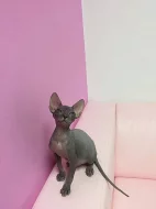 Prodej Sphynx koťátek s PP