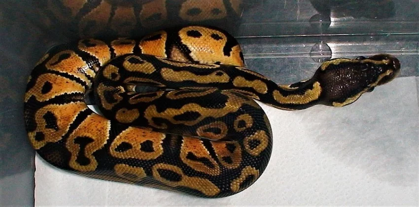Krajta královská (Python regius)