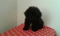 Boloňský psík barevný s PP/ruská barevná bolonka