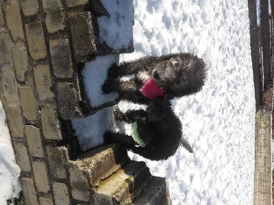 Bedlington teriér