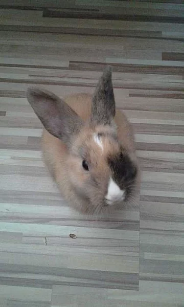Zakrslý králík
