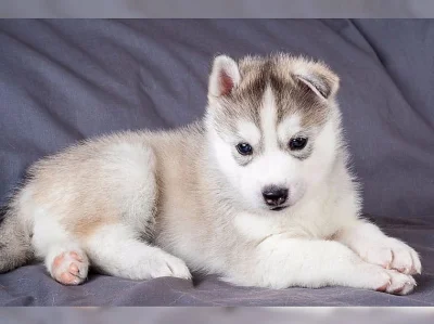 Štěňata Sibiřský husky.