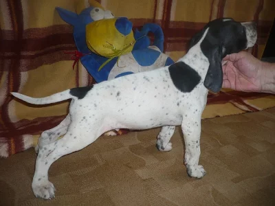 pointer štěňata