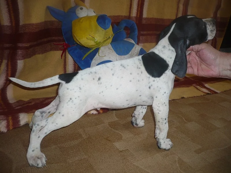 pointer štěňata