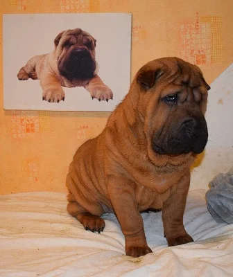 Šarpej, shar-pei  štěňátka s PP