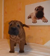 Šarpej, shar-pei štěňátka s PP
