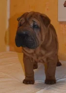 Šarpej, shar-pei štěňátka s PP