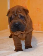 Šarpej, shar-pei štěňátka s PP