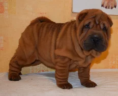 Šarpej, shar-pei štěňátka s PP
