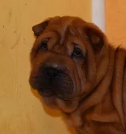 Šarpej, shar-pei štěňátka s PP