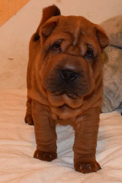 Šarpej, shar-pei štěňátka s PP