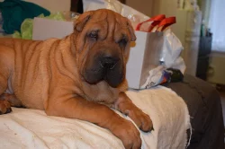 Šarpej, shar-pei štěňátka s PP