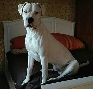 argentinska doga