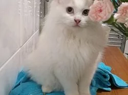 Ragdoll kocour ke krytí