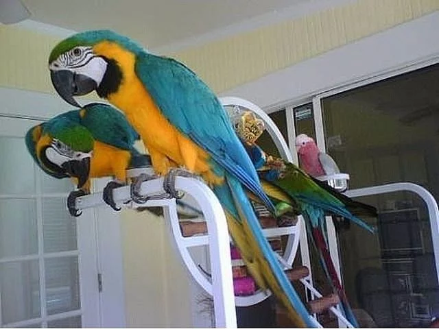 prodat Ara Ararauna papoušek
