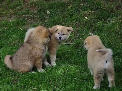 Akita-inu na prodej s PP