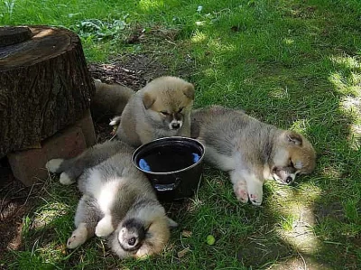 Akita-inu na prodej s PP