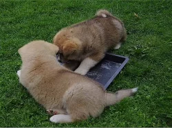 Akita-inu na prodej s PP