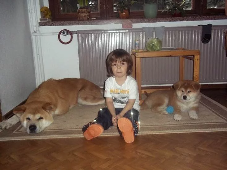 Akita-inu na prodej s PP