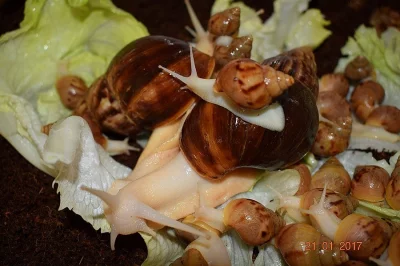 Achatina Achatina-Albín