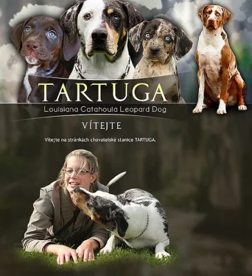 Louisiánský Leopardí Pes Catahoula
